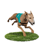 金猴爺娛樂城娛樂城白金賽狗